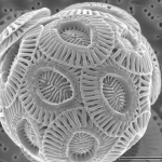Coccolithophore phytoplankton. Image by Alison R. Taylor.
