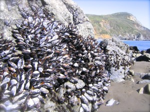 Mussels in the intertidal zone.