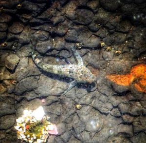 Tidepool Sculpins are a class of amphibious fish that have the ability to breathe out of water.